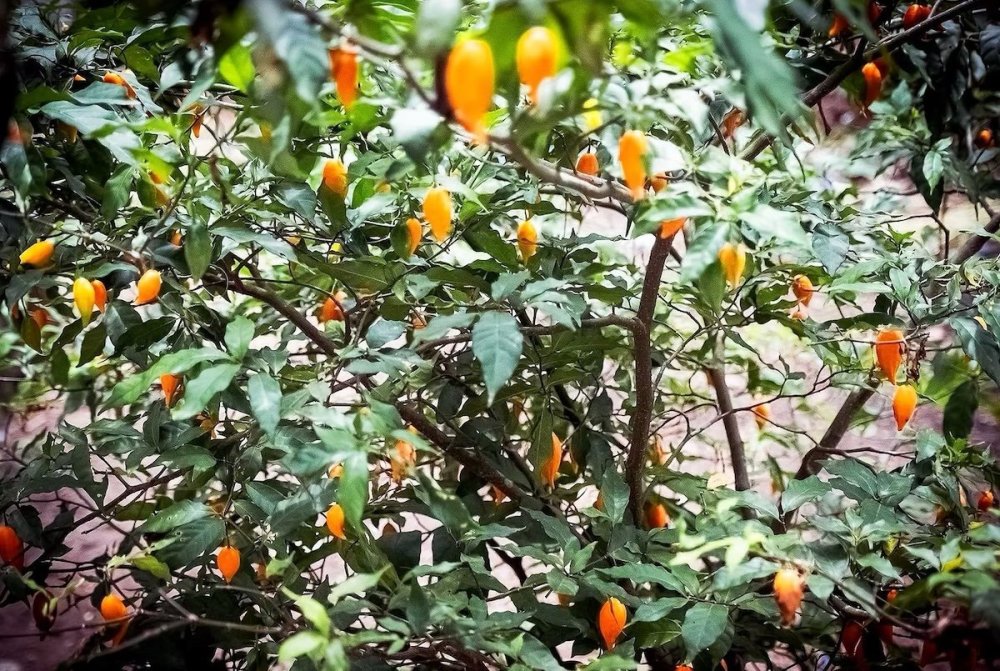 ibogatree-ibogaine.jpeg